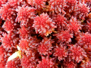 Acropora di Amato Giuseppe ::.